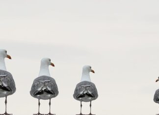 Co integruje zintegrowana komunikacja marketingowa?