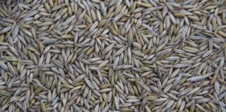 Ile firm w Polsce produkuje innowacje?