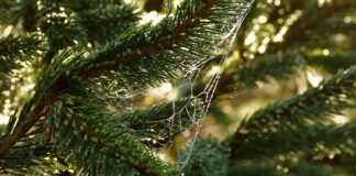 Jakie są indywidualne potrzeby rozwojowe?