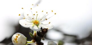 Ile firma dostaje za osobę niepełnosprawna?