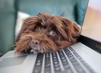 Jakie są ograniczenia czasu pracy rodziców dzieci do lat 8? Jakie są ograniczenia czasu pracy rodziców dzieci do lat 8?