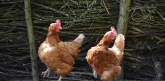 Jakie są typy kultury organizacyjnej?