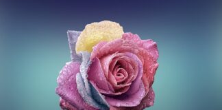 Czym się różni twórczość od kreatywności?