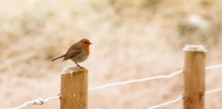 Czym jest Europejski Ranking innowacyjności?