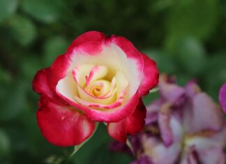 Czy odmowa pracy zdalnej wymaga uzasadnienia? Czy odmowa pracy zdalnej wymaga uzasadnienia?