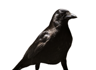 Czy na zwolnieniu lekarskim na dziecko można wychodzić z domu? Czy na zwolnieniu lekarskim na dziecko można wychodzić z domu?